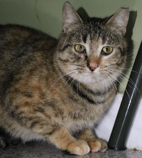 Brioche, timidina ma bellissima! Foto 2